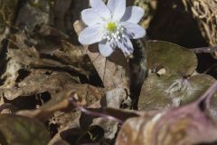 Sharp-lobed Hepatica, Hepatica nobilis var. acuta