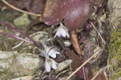 Sharp-lobed Hepatica, Hepatica nobilis var. acuta