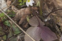 Sharp-lobed Hepatica, Hepatica nobilis var. acuta