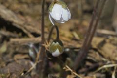 Sharp-lobed Hepatica, Hepatica nobilis var. acuta