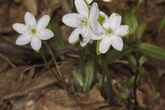 Sharp-lobed Hepatica, Hepatica nobilis var. acuta