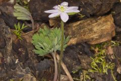 Sharp-lobed Hepatica, Hepatica nobilis var. acuta