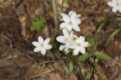 Sharp-lobed Hepatica, Hepatica nobilis var. acuta