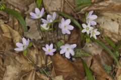 Sharp-lobed Hepatica, Hepatica nobilis var. acuta