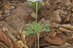 Sharp-lobed Hepatica, Hepatica nobilis var. acuta