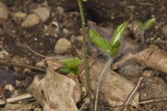 Sharp-lobed Hepatica, Hepatica nobilis var. acuta