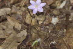 Sharp-lobed Hepatica, Hepatica nobilis var. acuta