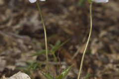 Sharp-lobed Hepatica, Hepatica nobilis var. acuta