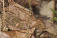 Sharp-lobed Hepatica, Hepatica nobilis var. acuta