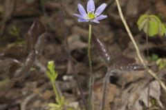 Sharp-lobed Hepatica, Hepatica nobilis var. acuta