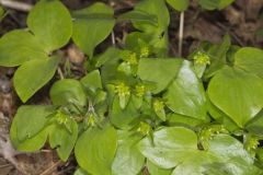 Sharp-lobed Hepatica, Hepatica nobilis var. acuta