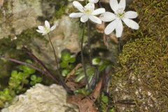 Sharp-lobed Hepatica, Hepatica nobilis var. acuta