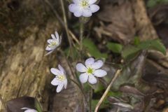 Sharp-lobed Hepatica, Hepatica nobilis var. acuta