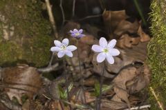 Sharp-lobed Hepatica, Hepatica nobilis var. acuta