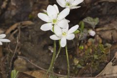 Sharp-lobed Hepatica, Hepatica nobilis var. acuta