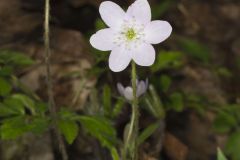 Sharp-lobed Hepatica, Hepatica nobilis var. acuta