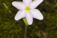 Sharp-lobed Hepatica, Hepatica nobilis var. acuta