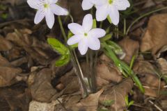 Sharp-lobed Hepatica, Hepatica nobilis var. acuta