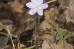 Sharp-lobed Hepatica, Hepatica nobilis var. acuta