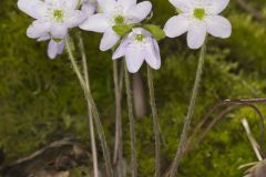 Sharp-lobed Hepatica, Hepatica nobilis var. acuta