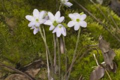 Sharp-lobed Hepatica, Hepatica nobilis var. acuta