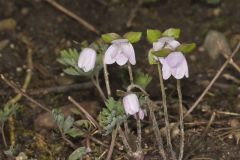 Sharp-lobed Hepatica, Hepatica nobilis var. acuta