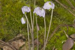 Sharp-lobed Hepatica, Hepatica nobilis var. acuta