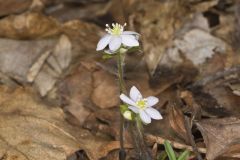 Sharp-lobed Hepatica, Hepatica nobilis var. acuta