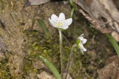 Sharp-lobed Hepatica, Hepatica nobilis var. acuta