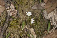 Sharp-lobed Hepatica, Hepatica nobilis var. acuta