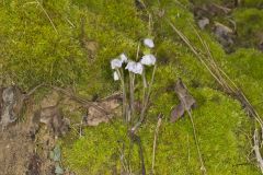 Sharp-lobed Hepatica, Hepatica nobilis var. acuta