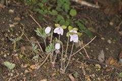 Sharp-lobed Hepatica, Hepatica nobilis var. acuta