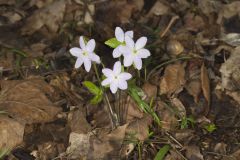 Sharp-lobed Hepatica, Hepatica nobilis var. acuta