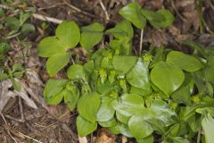 Sharp-lobed Hepatica, Hepatica nobilis var. acuta