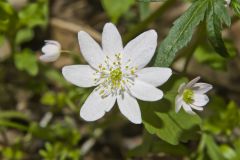 Rue Anemone, Anemonella thalictroides