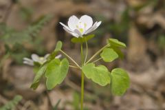 Rue Anemone, Anemonella thalictroides