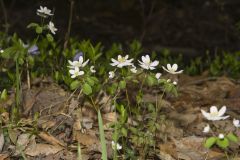 Rue Anemone, Anemonella thalictroides