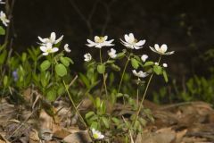 Rue Anemone, Anemonella thalictroides