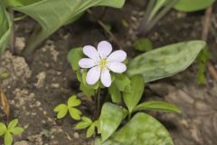 Rue Anemone, Anemonella thalictroides