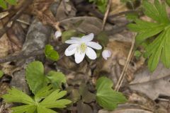 Rue Anemone, Anemonella thalictroides