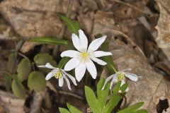 Rue Anemone, Anemonella thalictroides