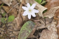 Rue Anemone, Anemonella thalictroides