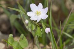 Rue Anemone, Anemonella thalictroides