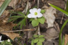 Rue Anemone, Anemonella thalictroides