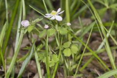 Rue Anemone, Anemonella thalictroides