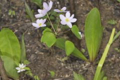 Rue Anemone, Anemonella thalictroides