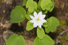 Rue Anemone, Anemonella thalictroides