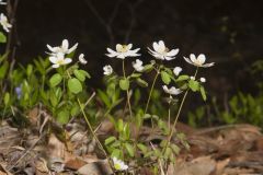 Rue Anemone, Anemonella thalictroides