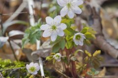 Rue Anemone, Anemonella thalictroides