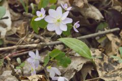 Rue Anemone, Anemonella thalictroides